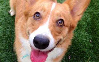 Fergie walk4alz pet mascot