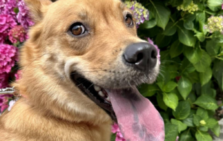 Eleven - Walk4ALZ 2023 Pet Mascot