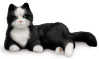 Companion Pet – Cat, black
