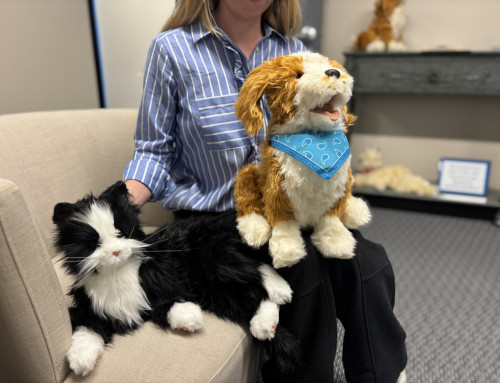 What are Companion Pets?